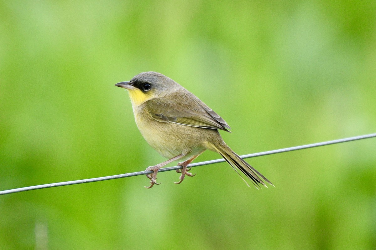 Gray-crowned Yellowthroat - ML627927267