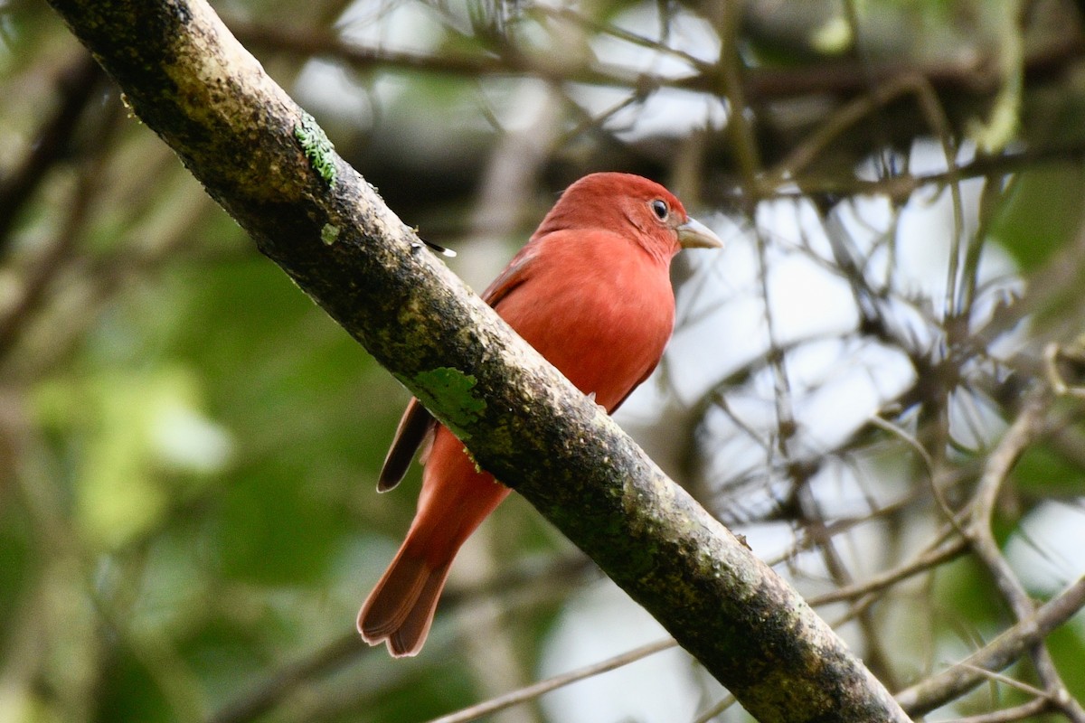 Summer Tanager - ML627927274