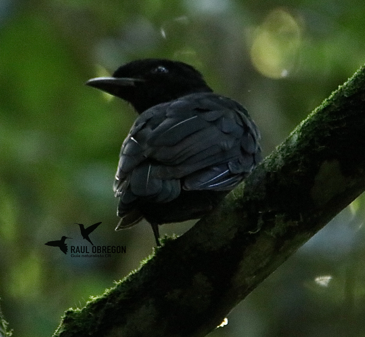 Bare-necked Umbrellabird - ML627927407