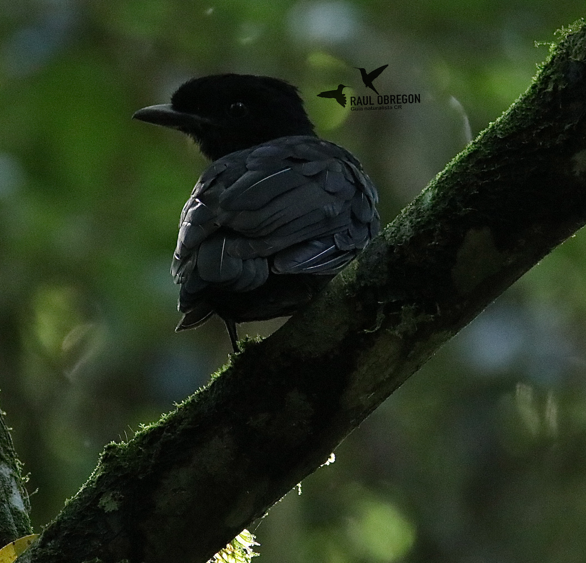 Bare-necked Umbrellabird - ML627927409