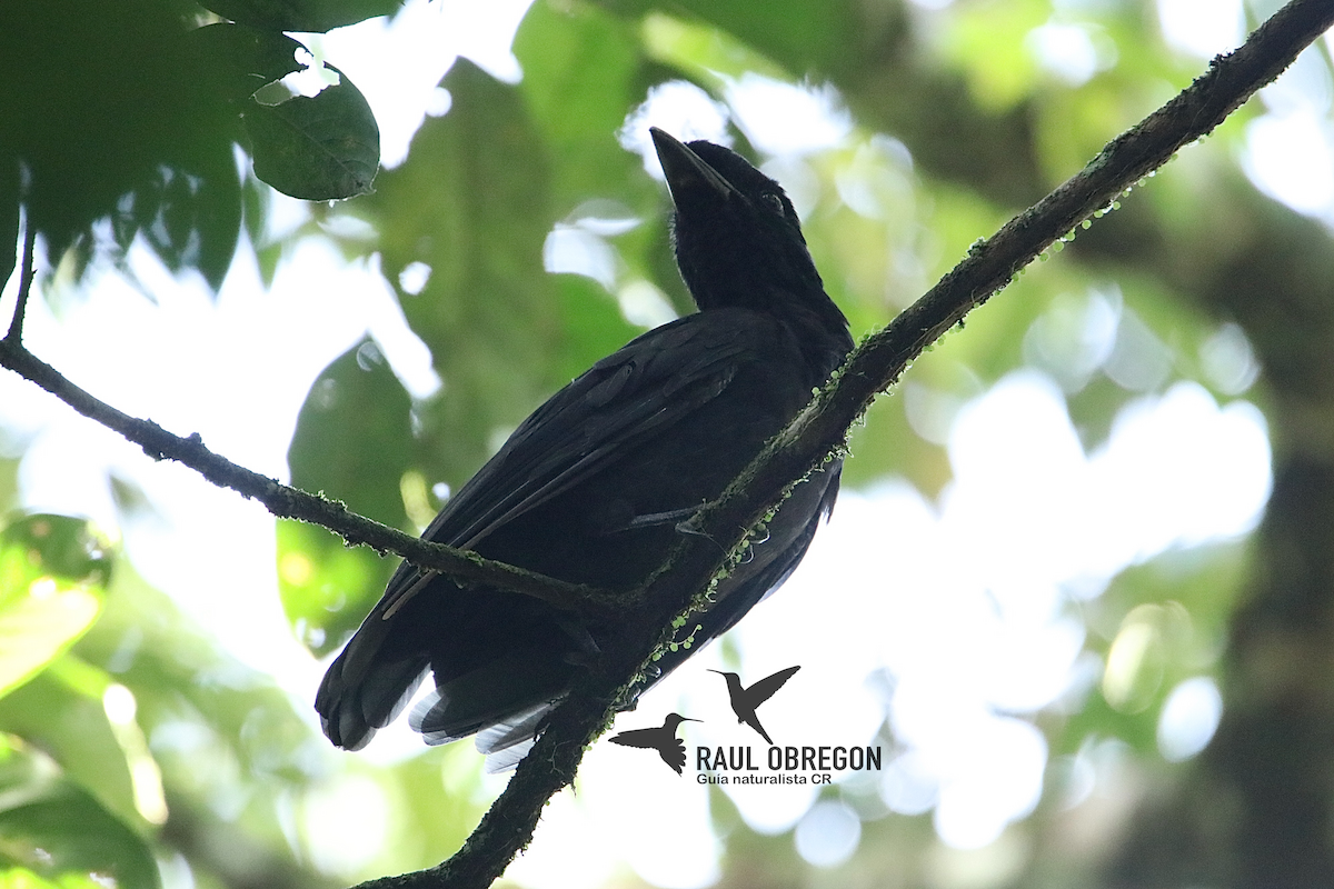 Bare-necked Umbrellabird - ML627927410