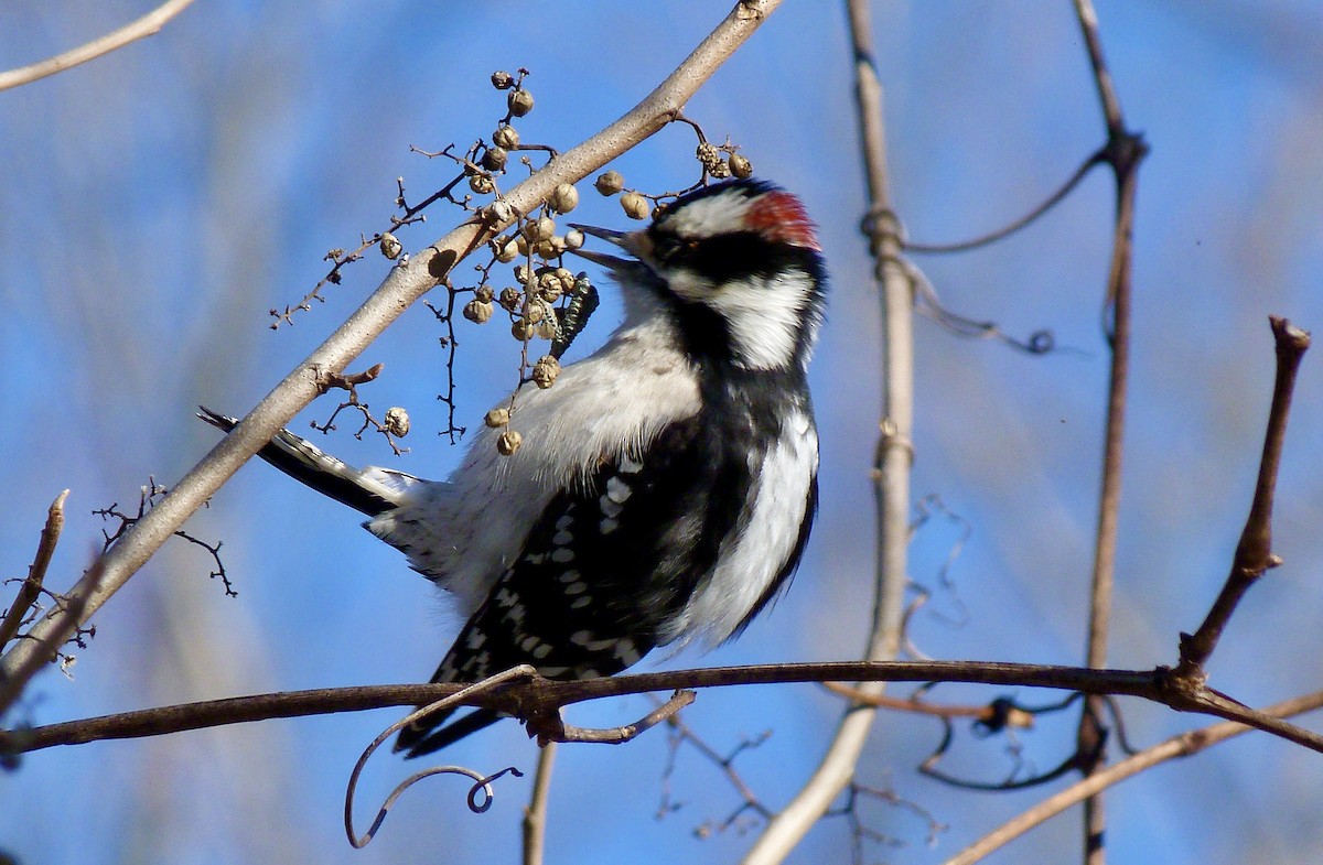 Downy Woodpecker - ML627927418