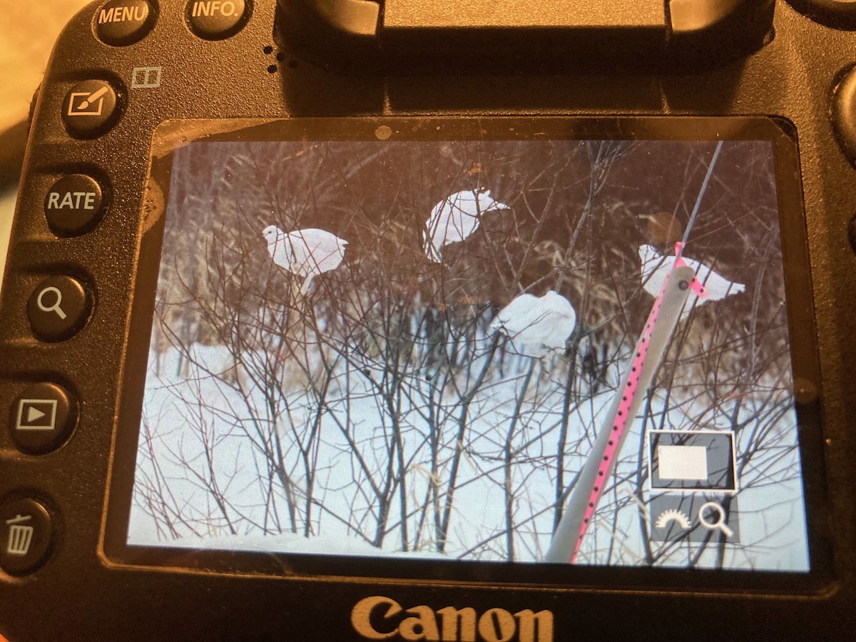 Willow Ptarmigan - ML627927441