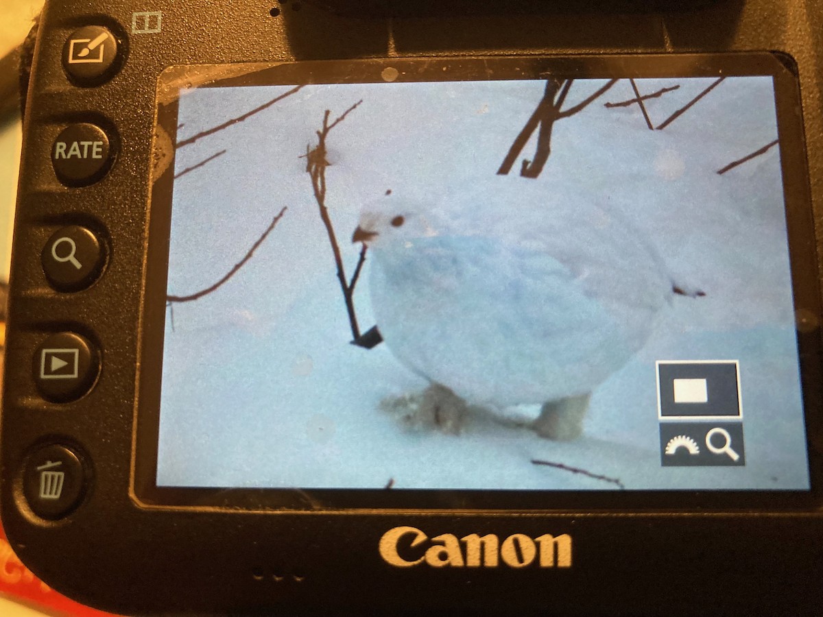 Willow Ptarmigan - ML627927442