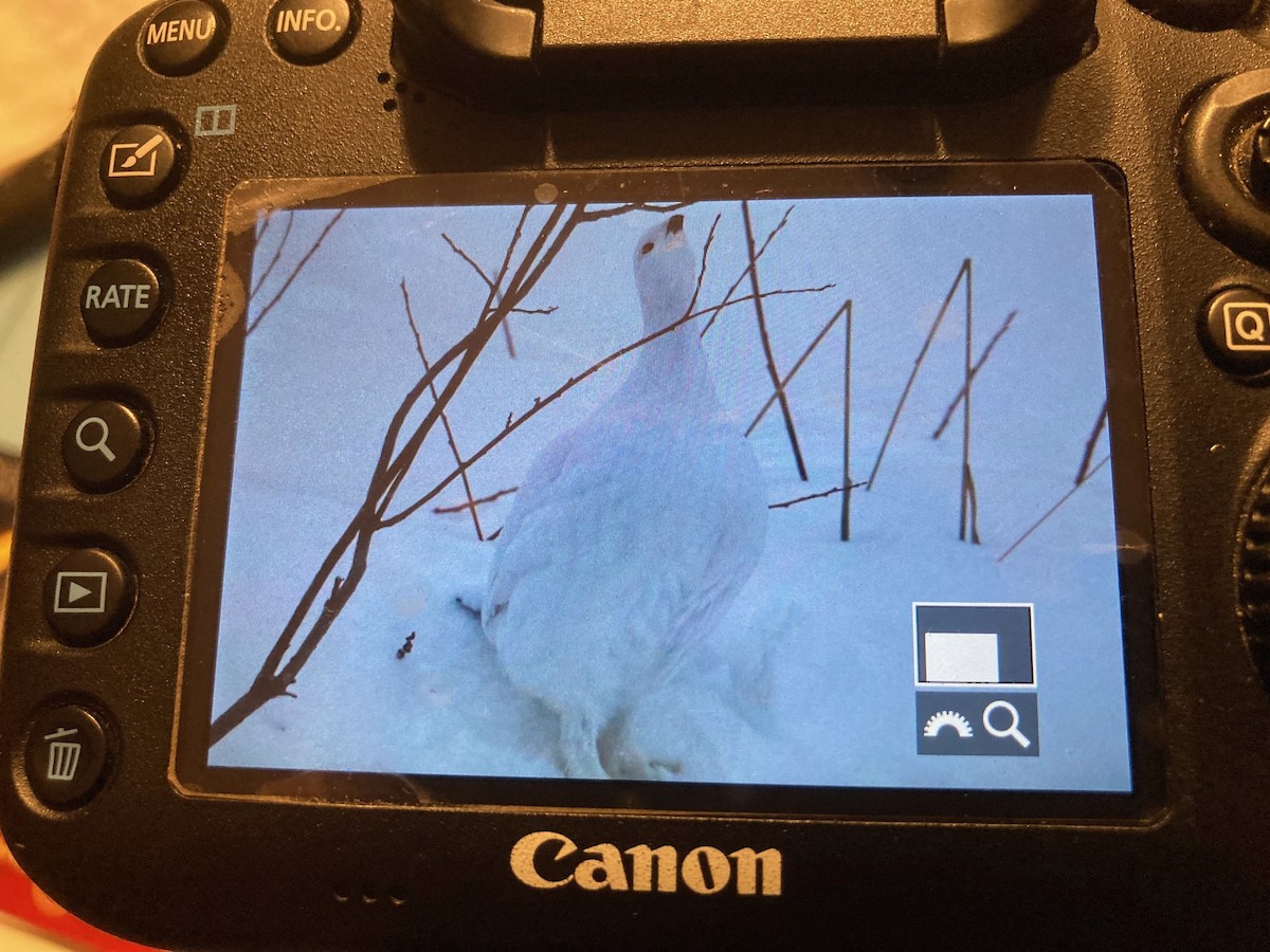 Willow Ptarmigan - ML627927443