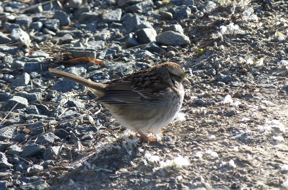 White-throated Sparrow - ML627927568