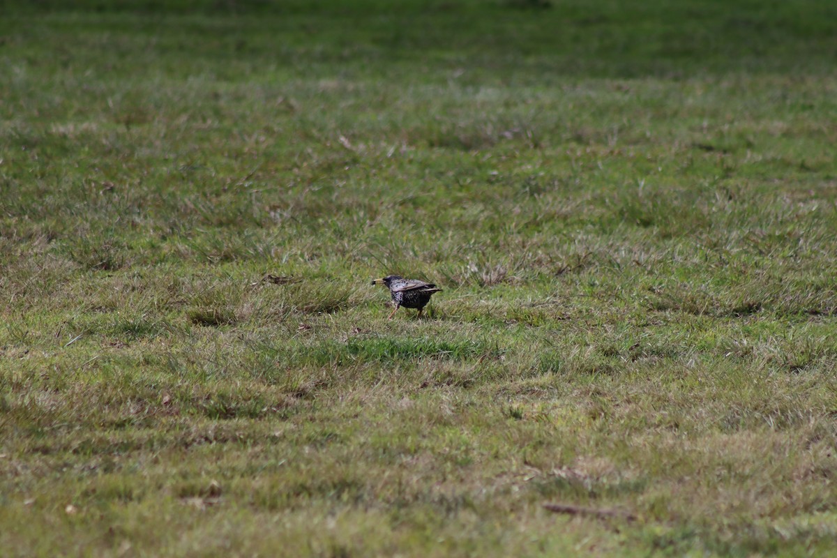 European Starling - ML627927574