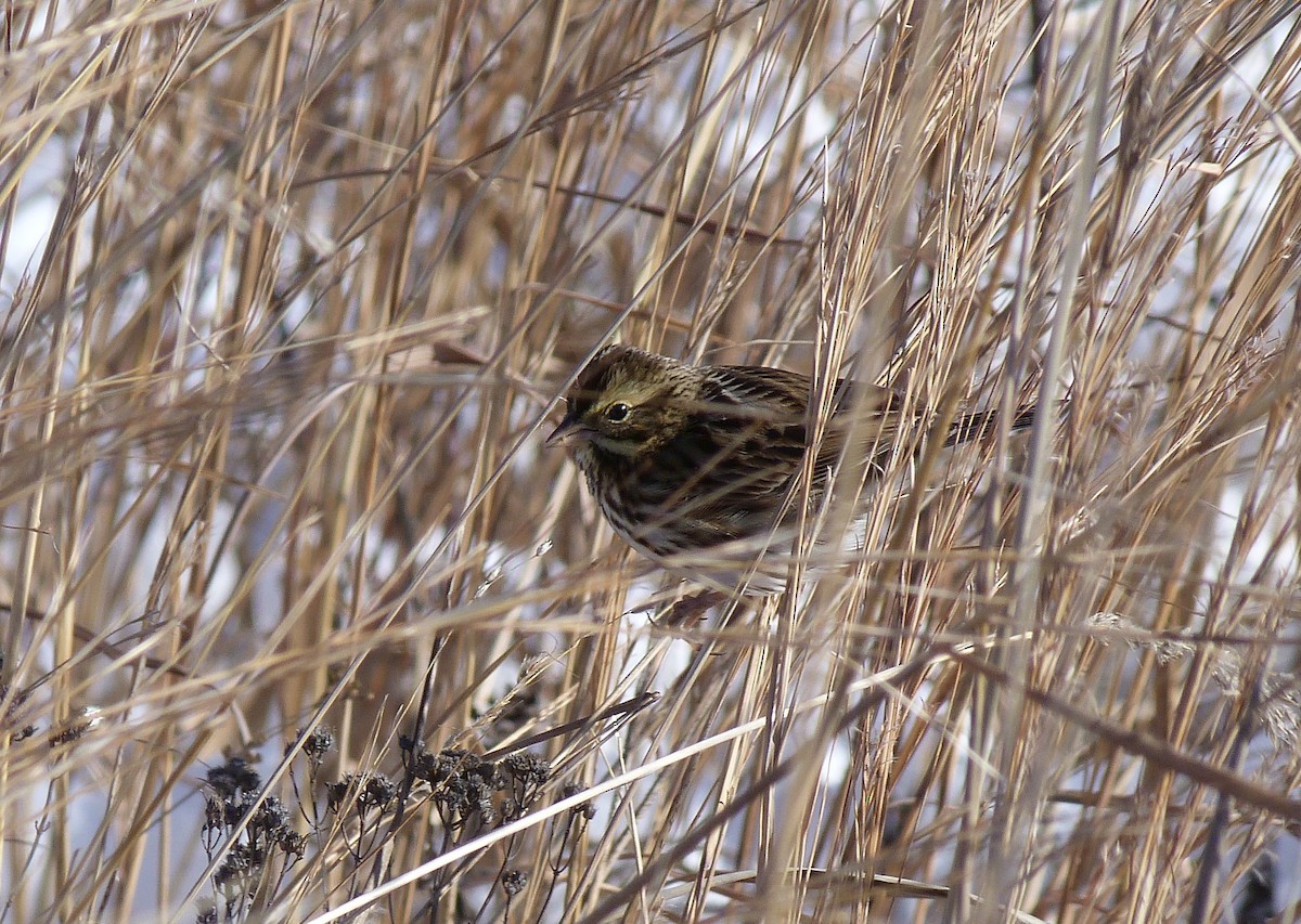 Savannah Sparrow - ML627927577