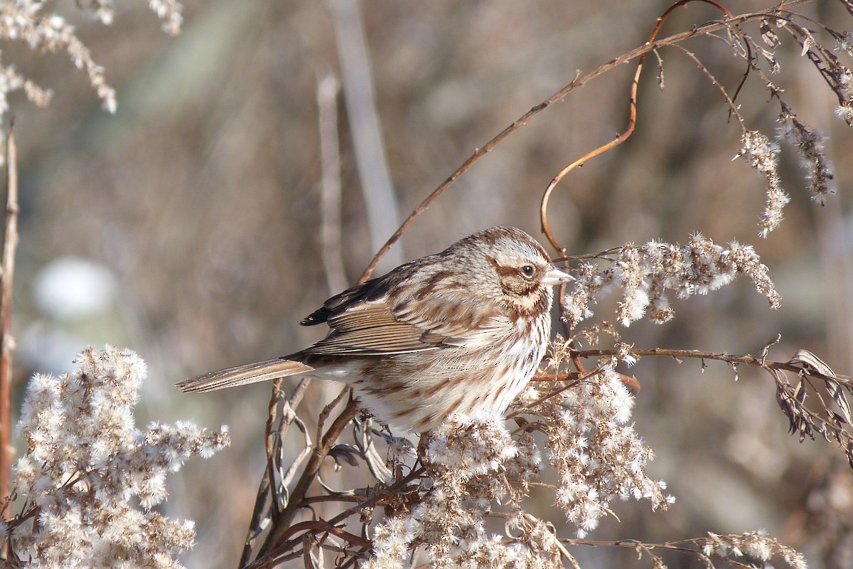 Song Sparrow - ML627927582