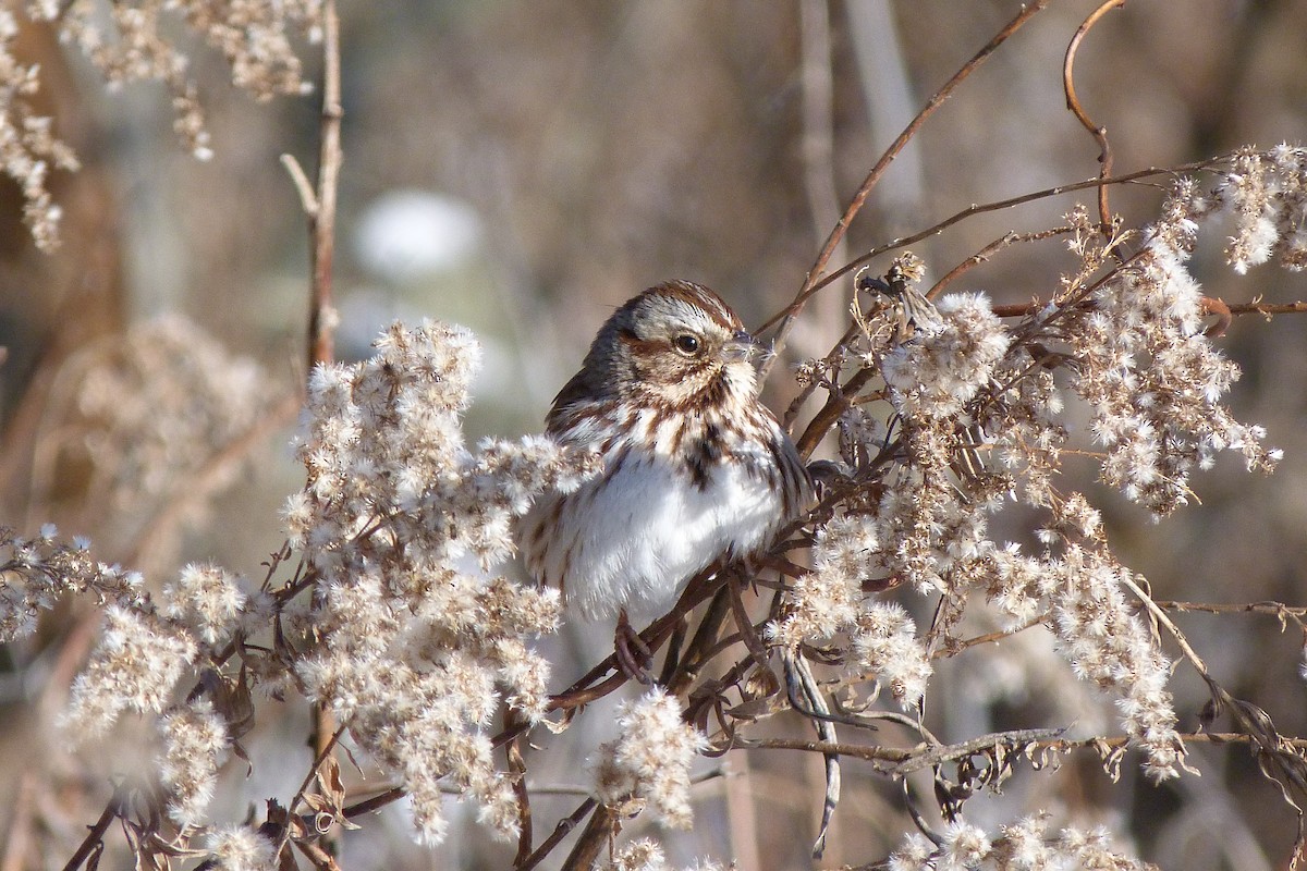 Song Sparrow - ML627927583