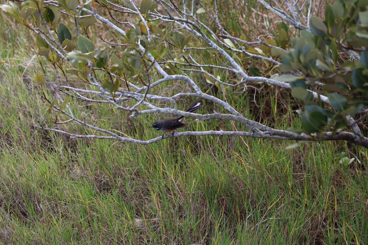 New Zealand Fantail - ML627927608