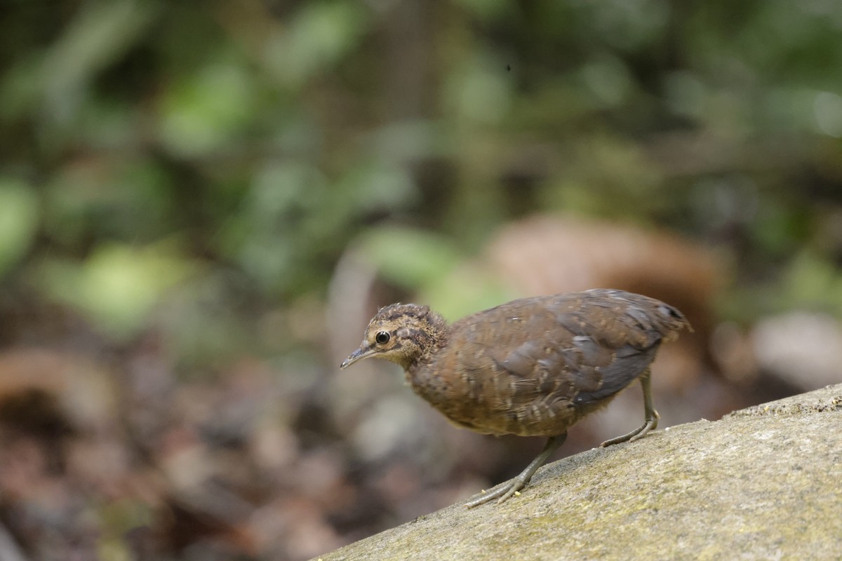 Little Tinamou - ML627927732