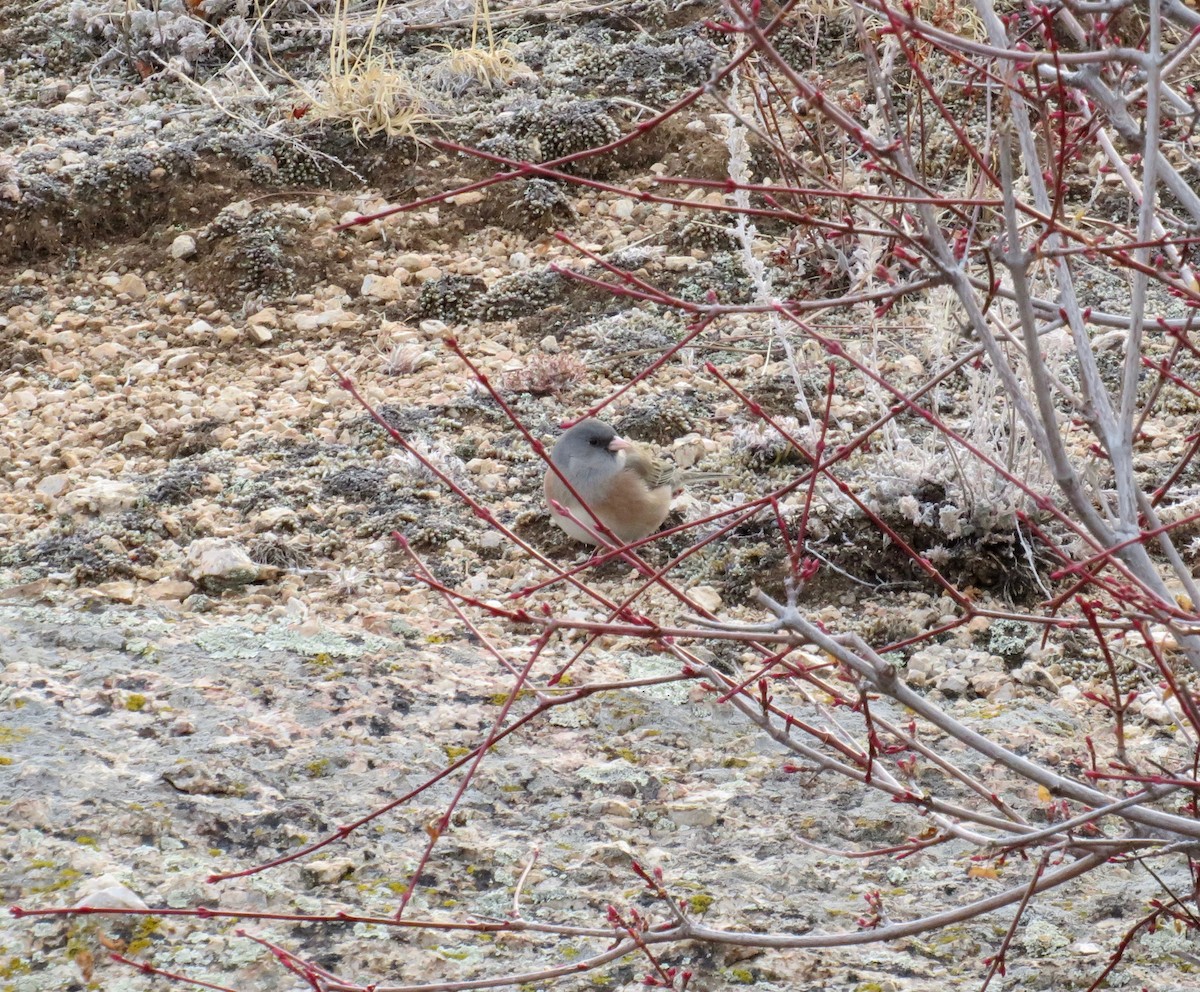 Dark-eyed Junco (Pink-sided) - ML627927819