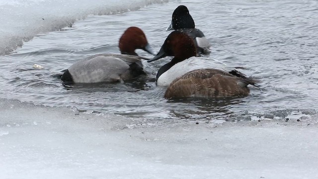 Canvasback - ML627927830