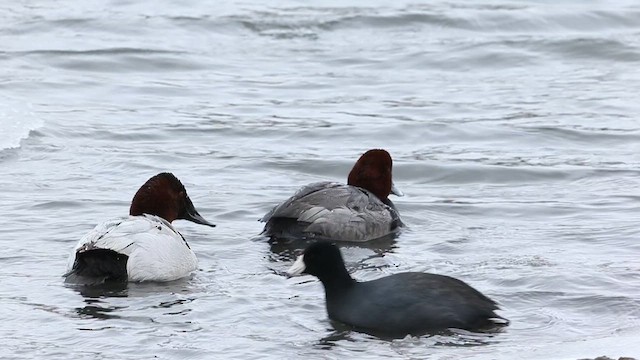 Canvasback - ML627927838