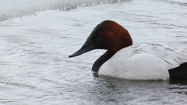 Canvasback - ML627927949