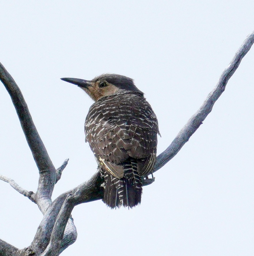 Chilean Flicker - ML627928004