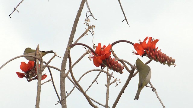 Silvereye - ML627928030