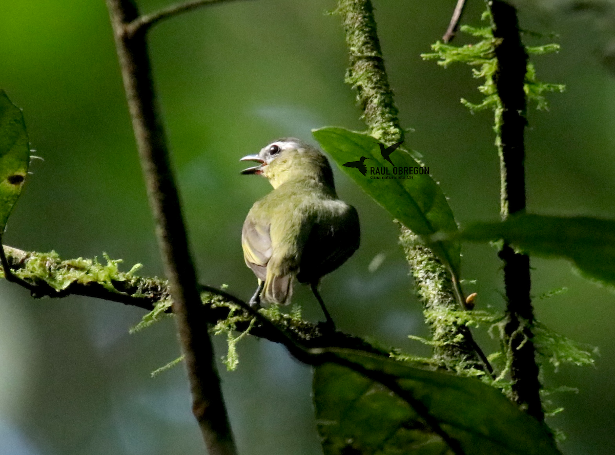 Brown-capped Tyrannulet - ML627928034