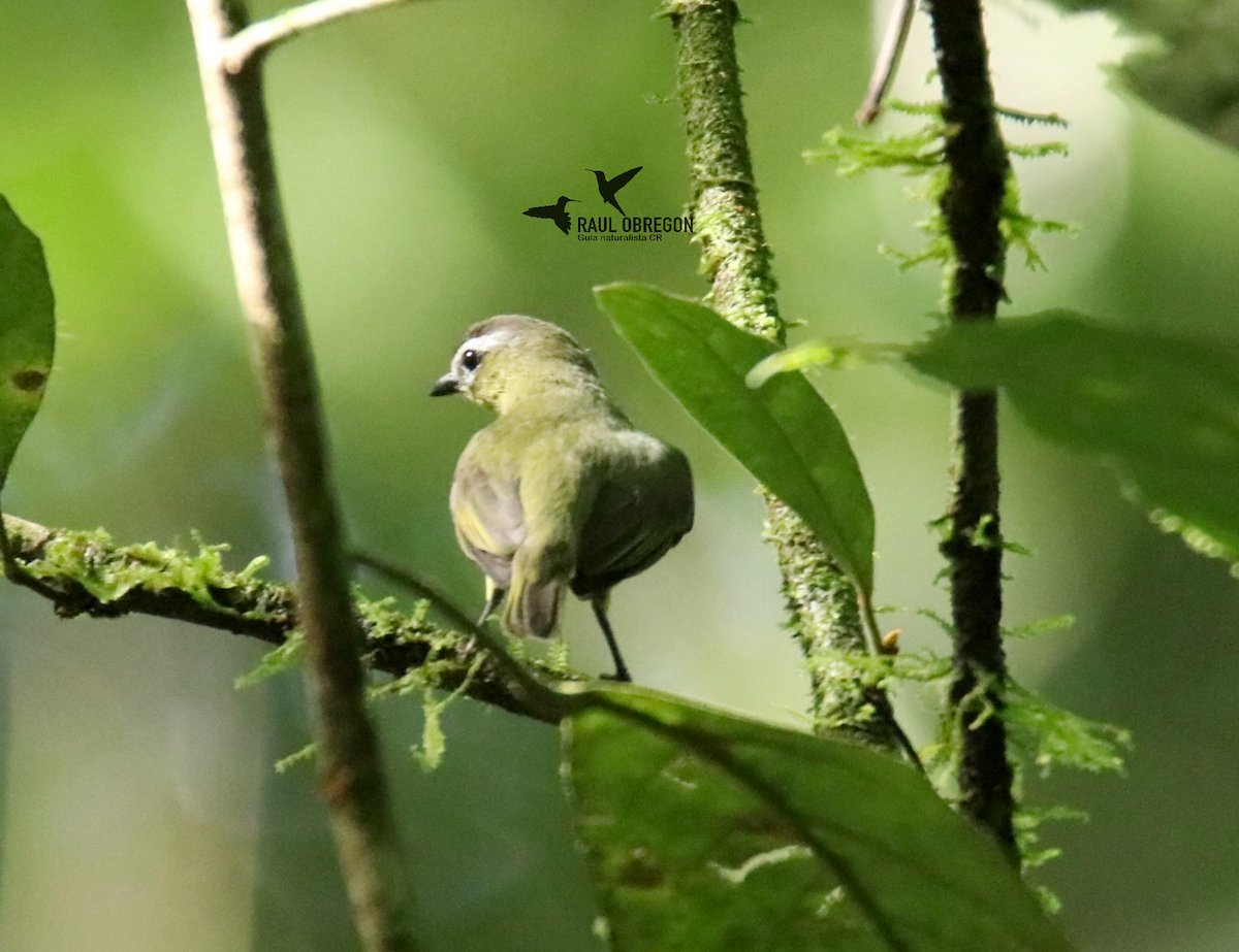 Brown-capped Tyrannulet - ML627928035