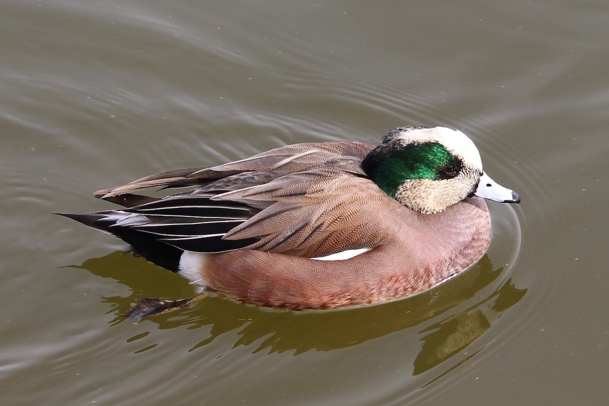 American Wigeon - ML627928037