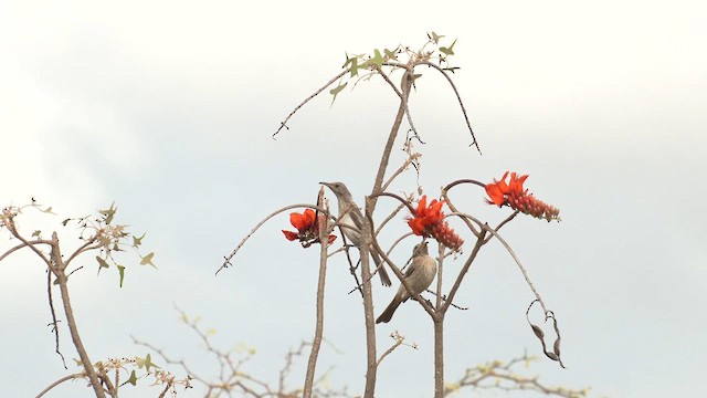 Pied Honeyeater - ML627928306