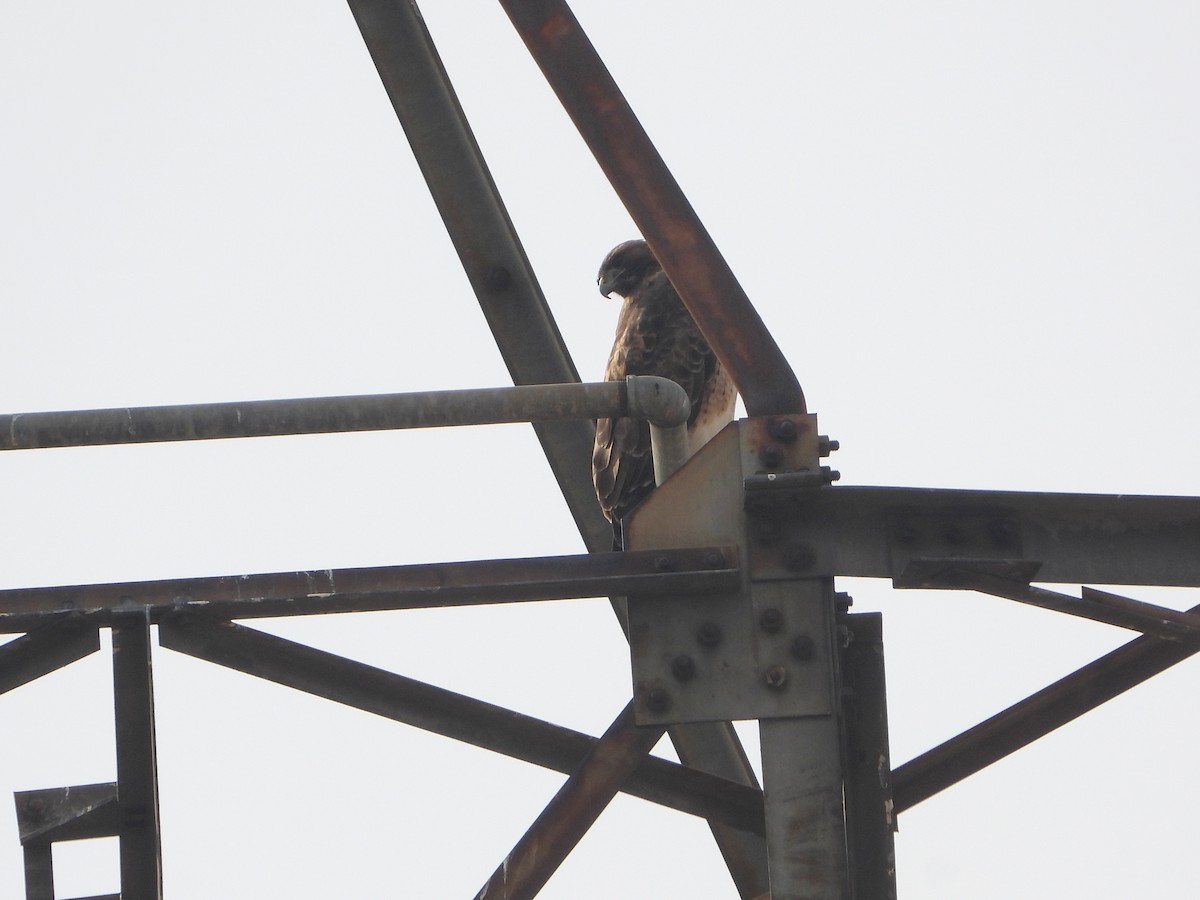 Rotschwanzbussard - ML627928327