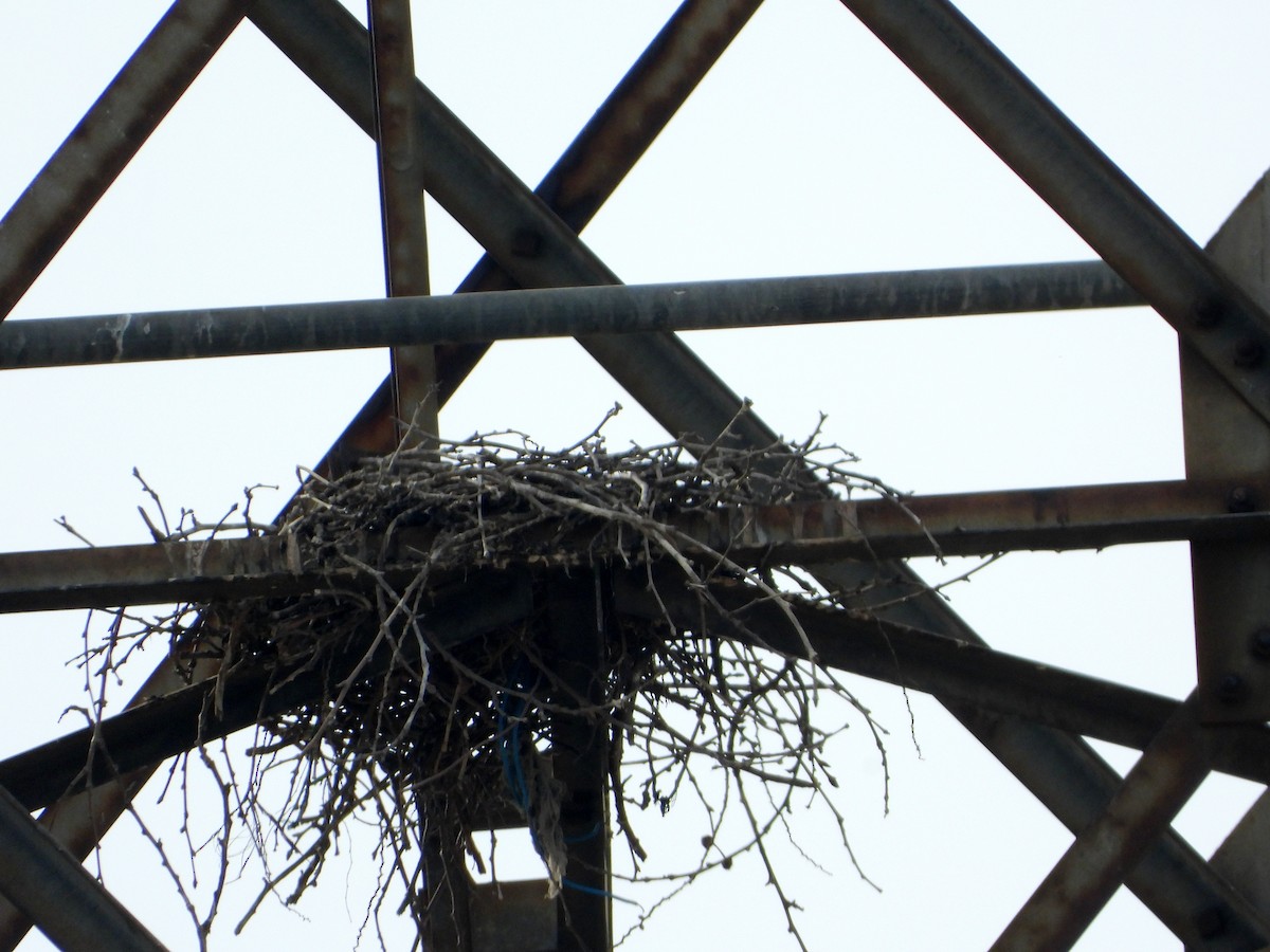 Rotschwanzbussard - ML627928328