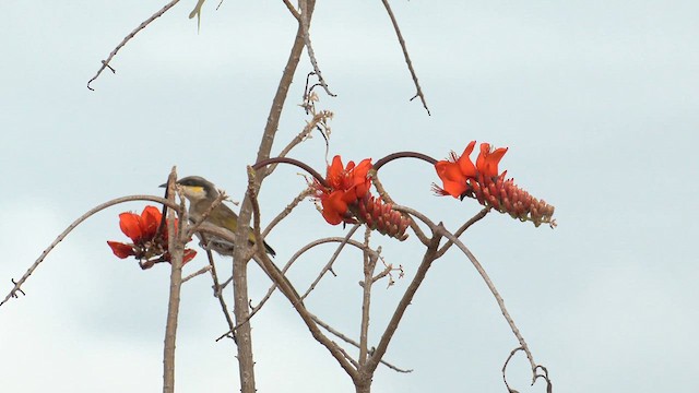 Singing Honeyeater - ML627928329