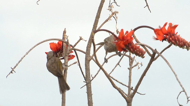 Singing Honeyeater - ML627928330