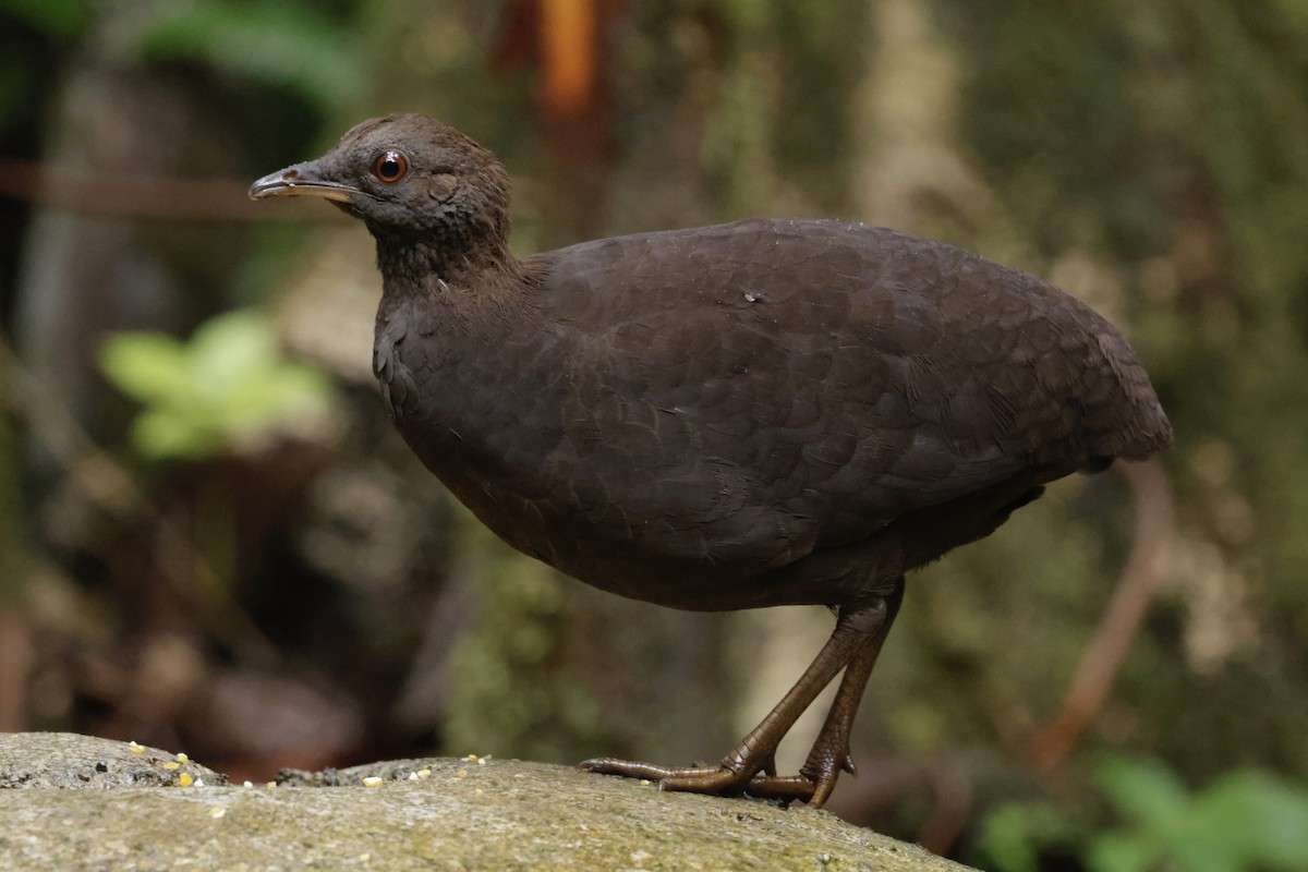 Cinereous Tinamou - ML627928354