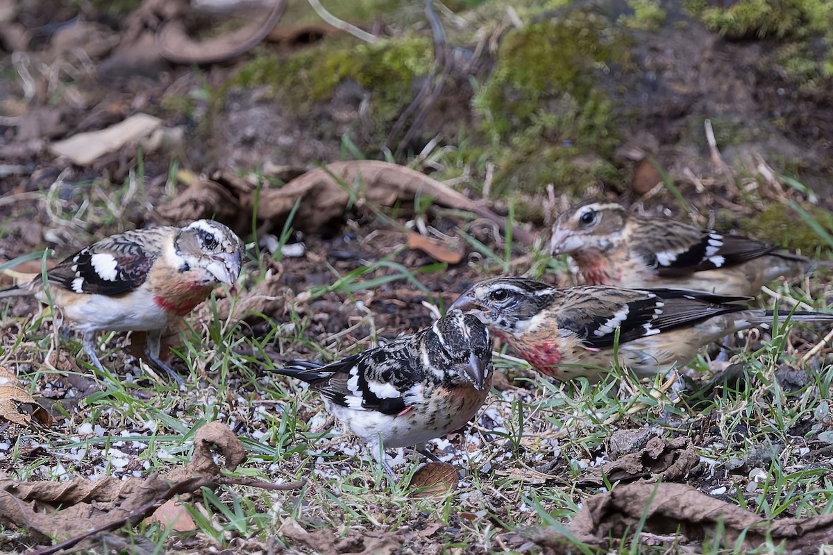 Rose-breasted Grosbeak - ML627928472