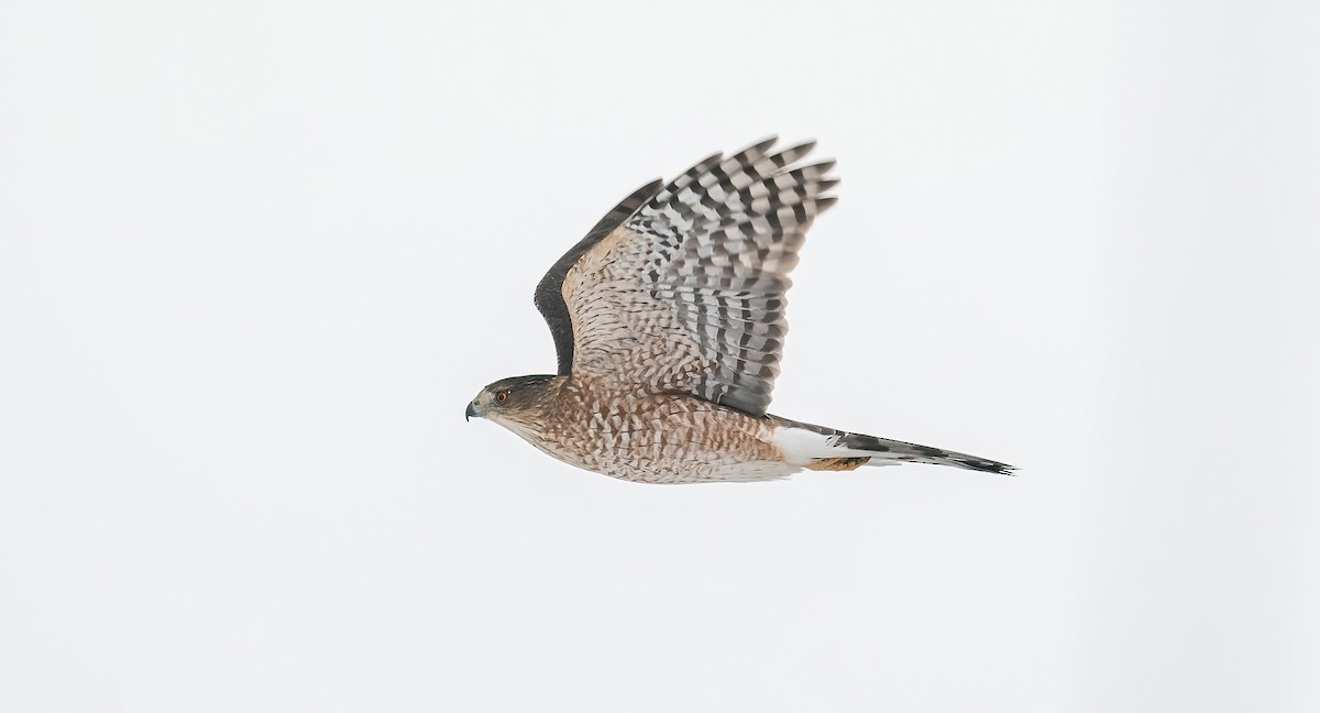 Cooper's Hawk - ML627928530