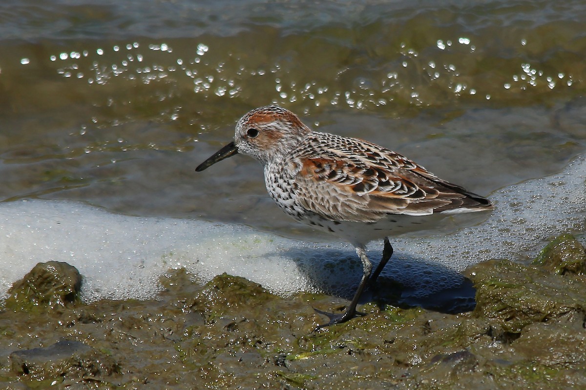 Western Sandpiper - ML627928613