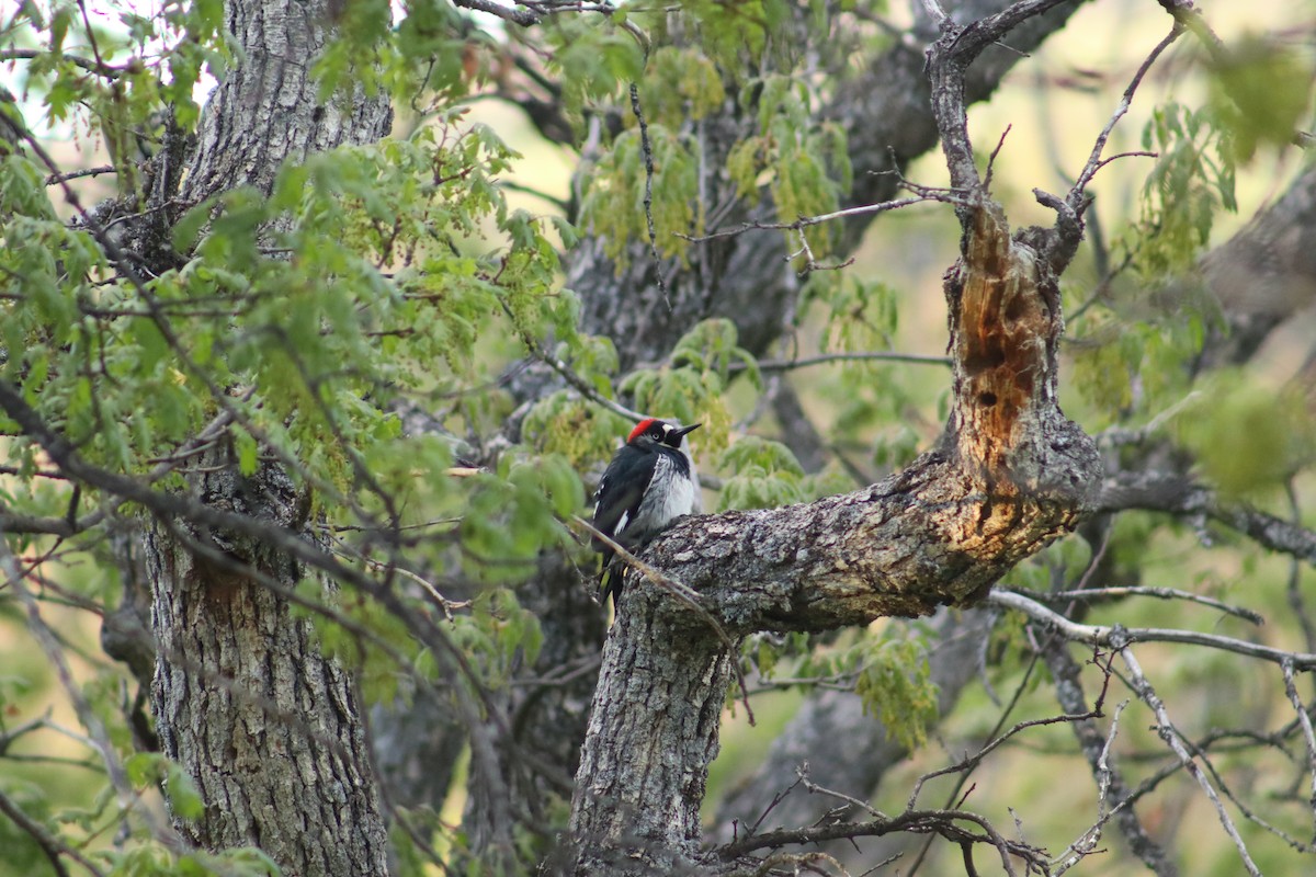 Acorn Woodpecker - ML627928659