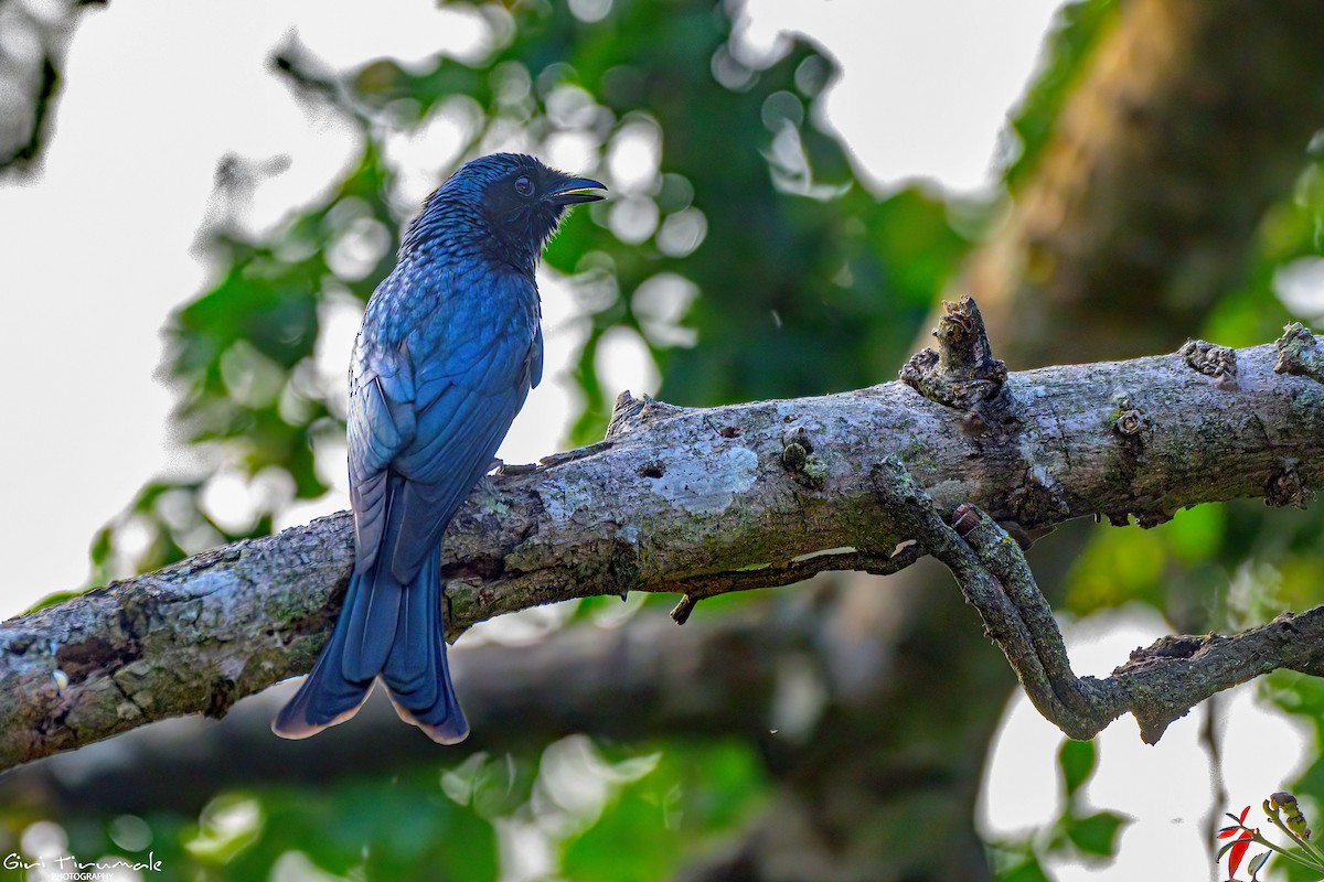 Bronzed Drongo - ML627928761