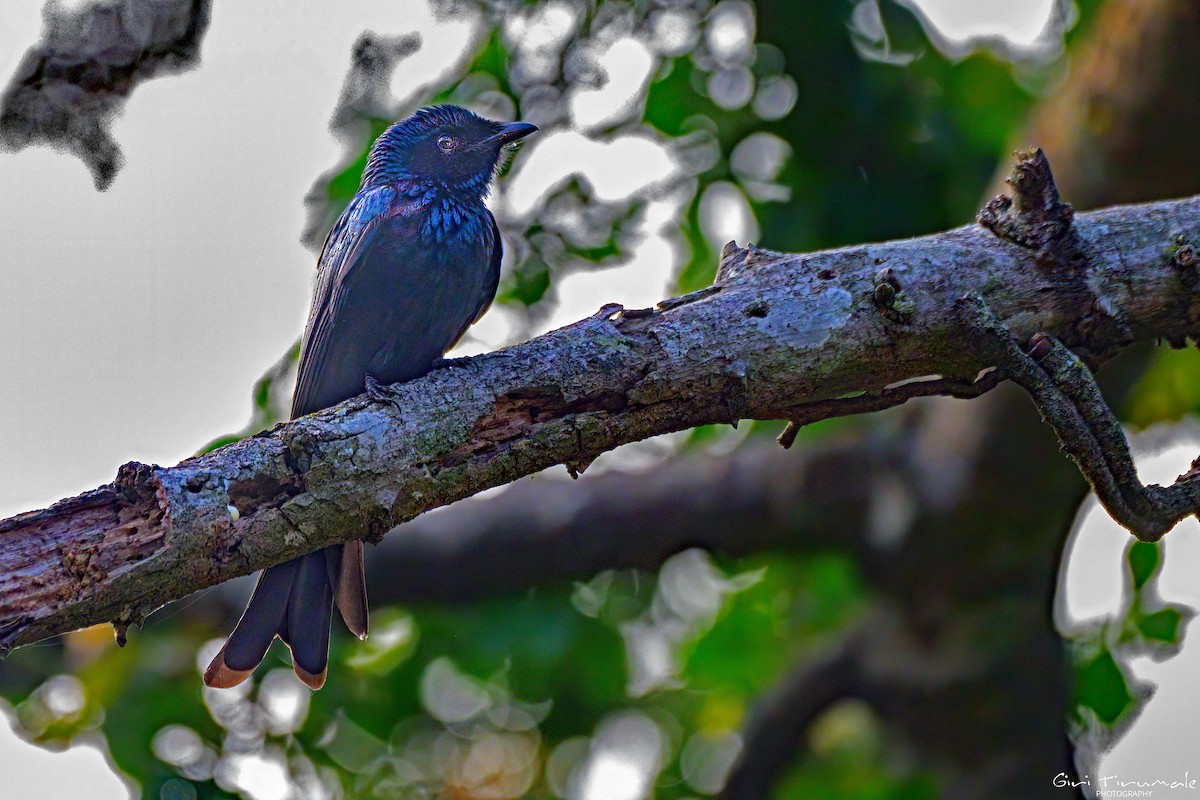 Bronzed Drongo - ML627928762