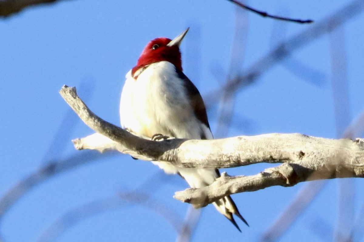 ズアカキツツキ - ML627928819