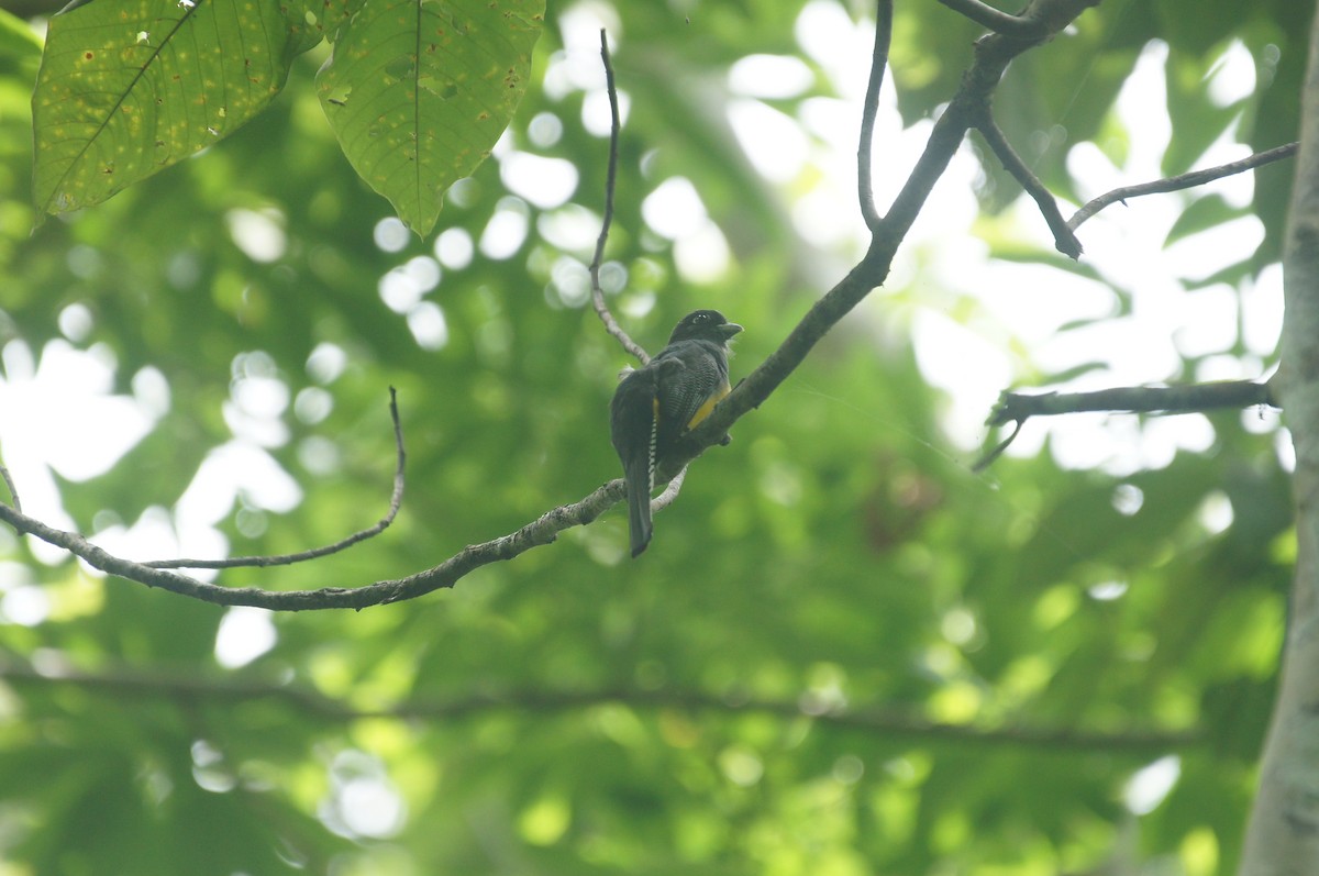 Gartered Trogon - ML627928835