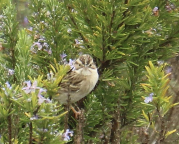 Clay-colored Sparrow - ML627928843