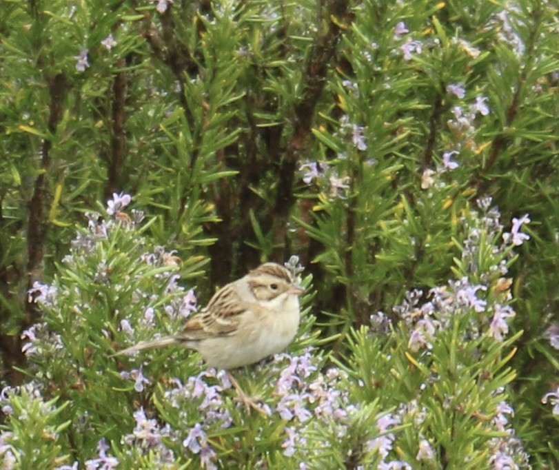 Clay-colored Sparrow - ML627928847