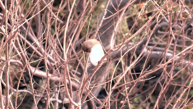 White-winged Fairywren (Blue-and-white) - ML627928855