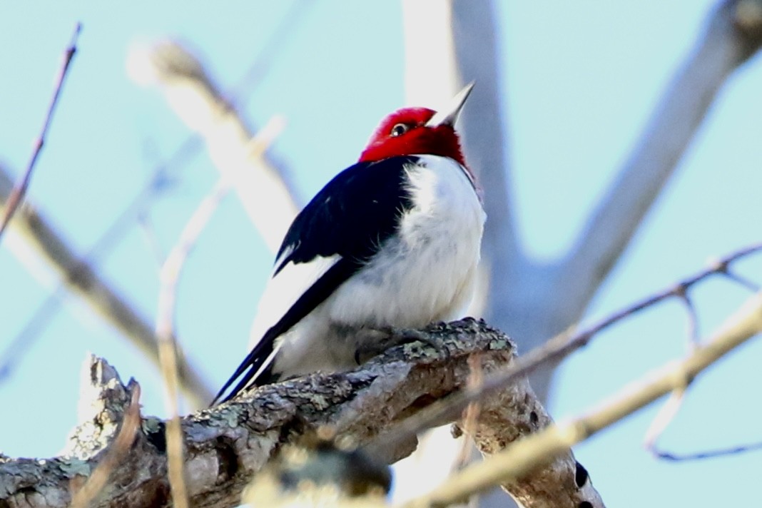 Red-headed Woodpecker - ML627928900