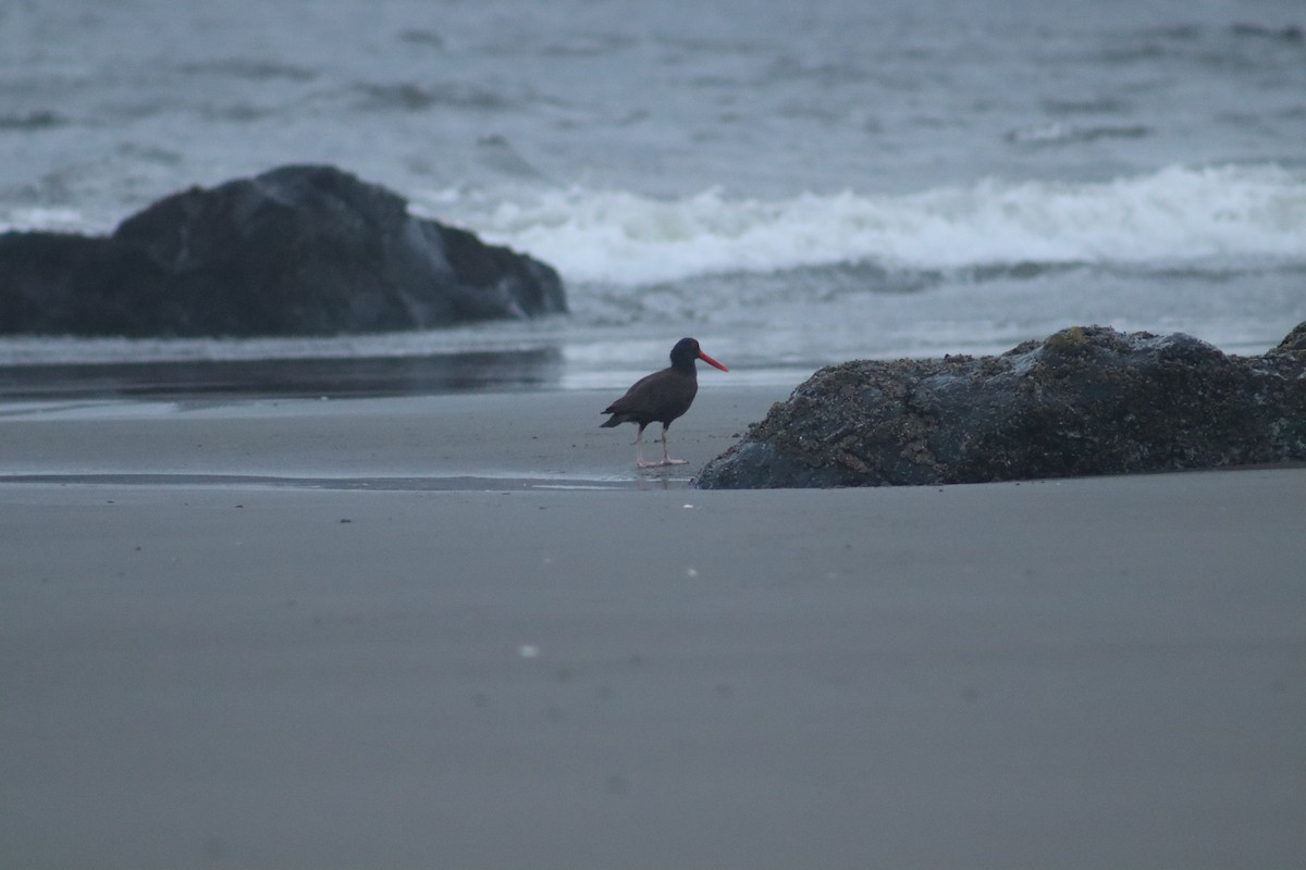 Black Oystercatcher - ML627928966