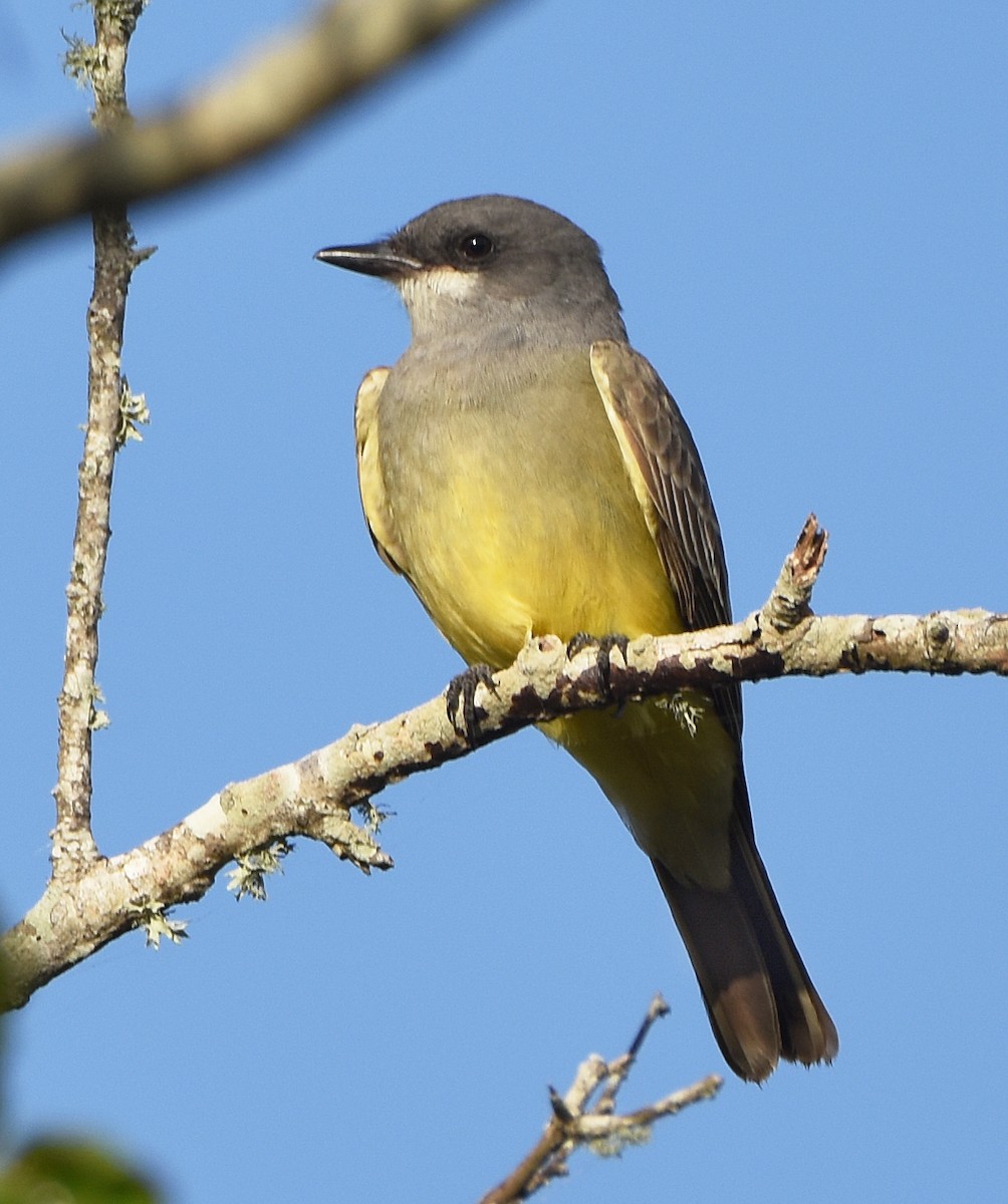 Cassin's Kingbird - ML627929155