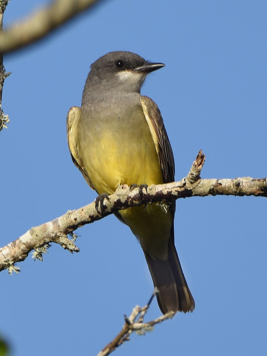 Cassin's Kingbird - ML627929158