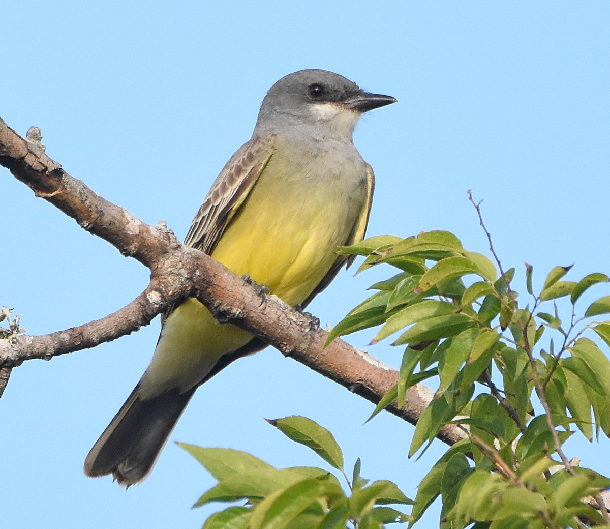 Cassin's Kingbird - ML627929217