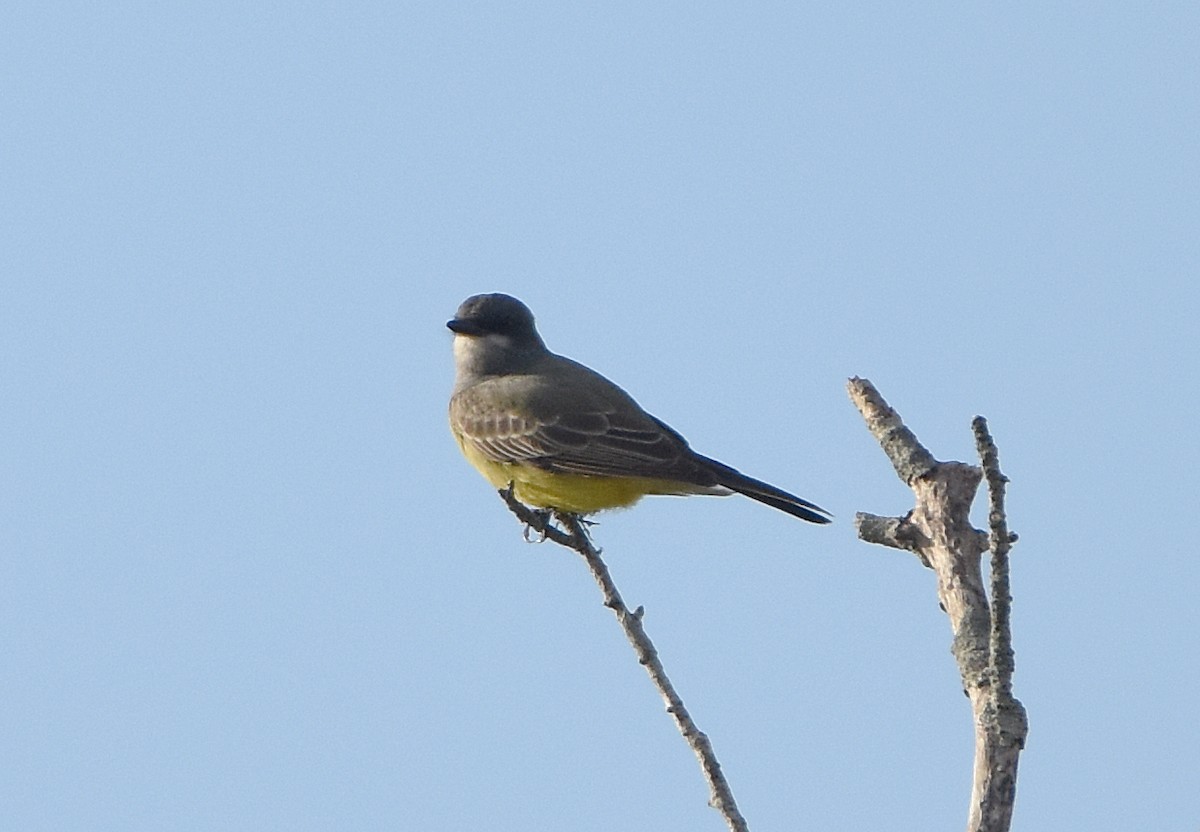 Cassin's Kingbird - ML627929330