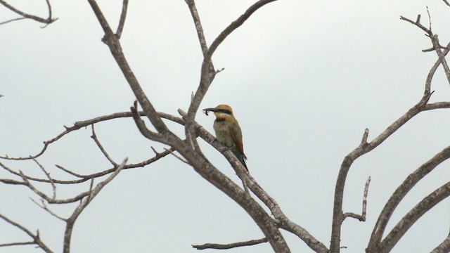 Rainbow Bee-eater - ML627929354