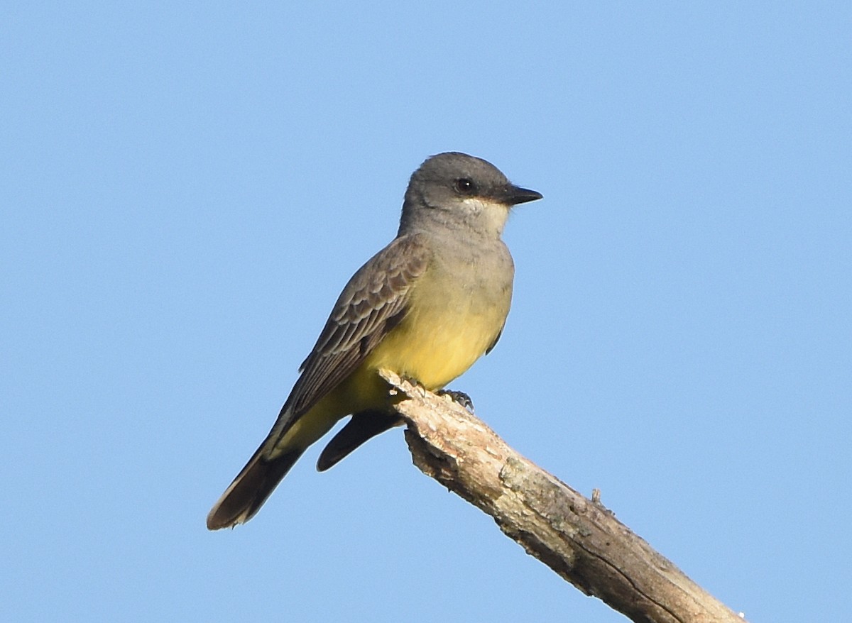 Cassin's Kingbird - ML627929355